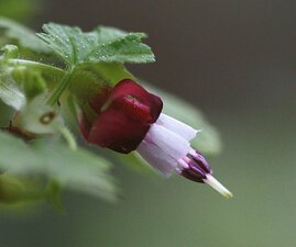 Ribes amarum flower